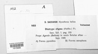 Diatrype stigma image